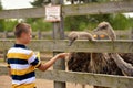 Feeding of ostrich on a farm in summer Royalty Free Stock Photo