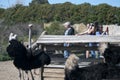 Feeding the Ostriches at Ostrichland, Solvang, California