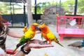 Feeding the parrot on the hand Royalty Free Stock Photo