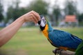 Feeding parrot from the hand : Closeup Royalty Free Stock Photo
