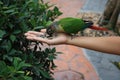 Feeding Parrot on hand Royalty Free Stock Photo