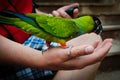 Feeding a parrot Royalty Free Stock Photo