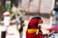 Feeding parrots at Gan Garoo