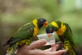 Feeding parrots