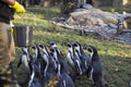 Feeding of the penguins. Penguin feeding time. Man feeding many penguin in zoo.