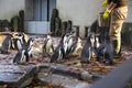 Feeding of the penguins. Penguin feeding time. Man feeding many penguin in zoo.