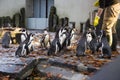 Feeding of the penguins. Penguin feeding time. Man feeding many penguin in zoo.