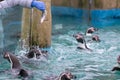 Feeding Penguins at the Zoo