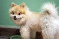 Feeding of pet, beautiful little breed, small puppy Pomeranian Spitz dog. Healthy doggy is looking at bowl with food, dry feed and