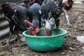 feeding pet chickens in an open farm. cage. Royalty Free Stock Photo