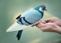 Feeding pigeon by hands