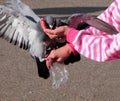 Feeding pigeons