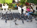 Feeding the Pigeons in Downtown Merida