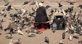 Feeding the pigeons. Elderly woman feeding pigeons on the street. Old lonely woman feeding birds in the center of the Royalty Free Stock Photo