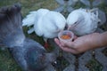 Feeding pigeons with food from human hand Royalty Free Stock Photo