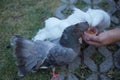 Feeding pigeons with food from human hand Royalty Free Stock Photo