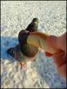 Feeding pigeons from hand 1 Royalty Free Stock Photo