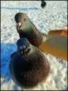 Feeding pigeons from hand Royalty Free Stock Photo