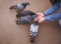 Feeding pigeons by hands