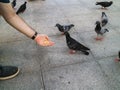 Feeding the pigeons at the park