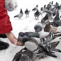 Feeding pigeons in winter Royalty Free Stock Photo