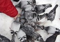Feeding pigeons in winter Royalty Free Stock Photo