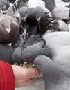 Feeding pigeons in winter Royalty Free Stock Photo