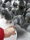 Feeding pigeons in winter Royalty Free Stock Photo