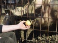 Feeding pigs on a farm