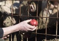 Feeding pigs on a farm