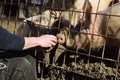 Feeding pigs on a farm