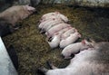 Feeding pigs sleep near sows