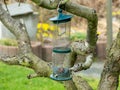 Feeding place for songbirds in winter