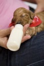 Feeding puppie Royalty Free Stock Photo