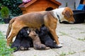 Feeding puppies Royalty Free Stock Photo