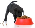 Feeding the puppy Royalty Free Stock Photo