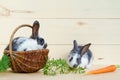 Feeding the rabbit. two little baby rabbit eating fresh vegetables, carrots in basket on wooden background. eating a pet with a ba Royalty Free Stock Photo