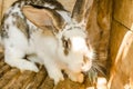 Feeding rabbits on animal farm in rabbit-hutch.