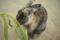 Feeding rabbits Royalty Free Stock Photo