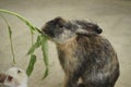 Feeding rabbits Royalty Free Stock Photo