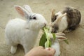Feeding rabbits Royalty Free Stock Photo