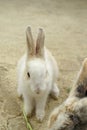 Feeding rabbits Royalty Free Stock Photo