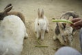 Feeding rabbits Royalty Free Stock Photo