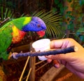 Feeding rainbow Lorikeet at Zoo