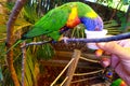 Feeding rainbow Lorikeet at Zoo