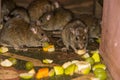 Feeding rats in Karni Mata temple Royalty Free Stock Photo