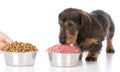 Feeding raw or kibble Royalty Free Stock Photo