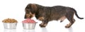 Feeding raw or kibble Royalty Free Stock Photo