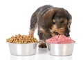 Feeding raw or kibble Royalty Free Stock Photo