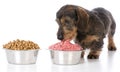 Feeding raw or kibble Royalty Free Stock Photo